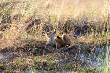 Junger Fuchs, Welpe auf den Sundischen Wiesen.
