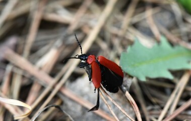 red bug on a leaf