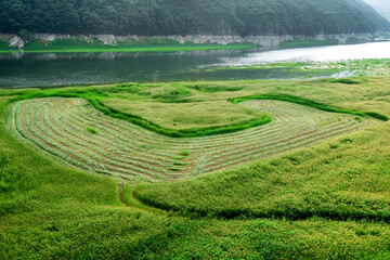 The beautiful green field on summer.  © Chongbum Thomas Park