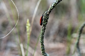 Red and black bug on a branch in the spring forest