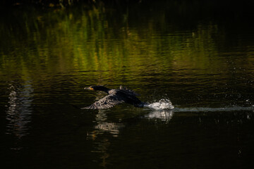 duck swimming in the water