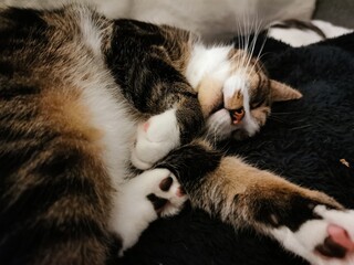 cat sleeping on a bed