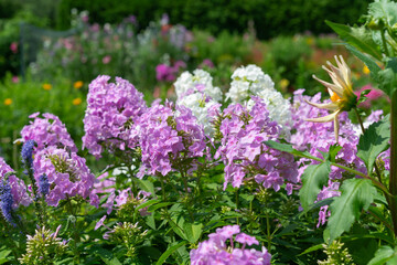 close-up of mostly pink and some white phlox flower clusters in a summer garden