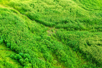 The beautiful green field on summer.  © Chongbum Thomas Park