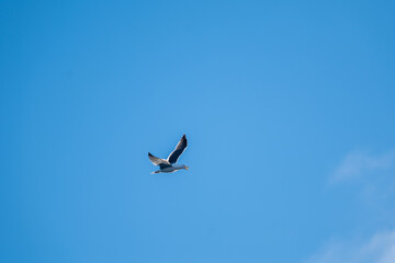 Sea bird in the blue sky.