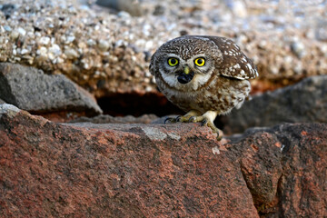 Little owl (Athene noctua) with a beetle in its beak // Steinkauz (Athene noctua) mit Käfer im Schnabel