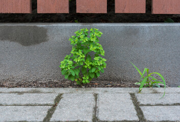 Plants on the sidewalk.