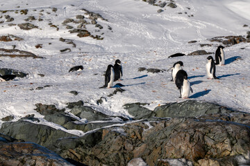Group of Adelie Penguins. Antarctica, South Pole.