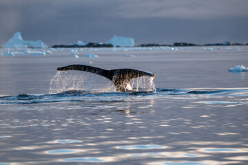 Humpback whale in the Southern Ocean. Antarctica