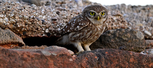 Steinkauz (Athene noctua) sitzt vor dem Nest in einer Steinmauer // Little owl (Athene noctua) sitting in front of the nest in a stone wall - Milos, Greece
