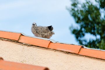 Baby seagull birds are perched on a red roof