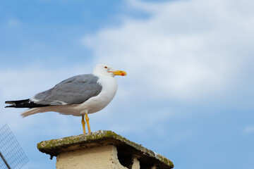 Obraz premium Baby seagull birds are perched on a red roof