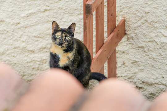 A cat is sitting on a ledge next to a wooden fence