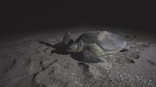 A Caretta caretta female marine turtle is returning to the sea after nesting at night.