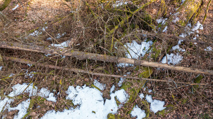 Partle declined broken oak tress in spring