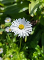 Chamomile close-up, cute daisy flower blossomed in a green garden, macro photography, yellow and white flower, nature