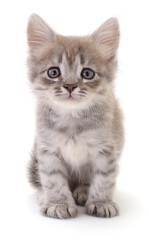 Kitten on white background.