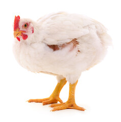 white hen isolated.