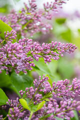 Close up of vibrant lilac flowers with water droplets on natural background.