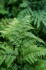 green fern leaves close up in forest in summer