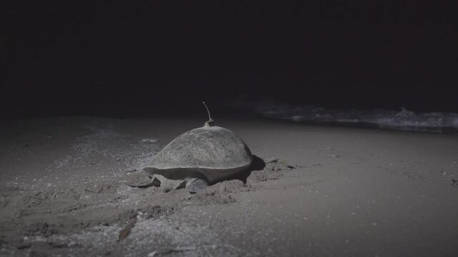 A very rare footage. A Chelonia Midas species female marine turtle is returning to the sea after she laid her eggs. She is carrying a satellite tracking transponder device.
