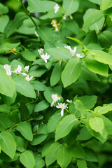 Close up white Honeysuckle flowers. Wild blooming bush Lonicera tatarica.