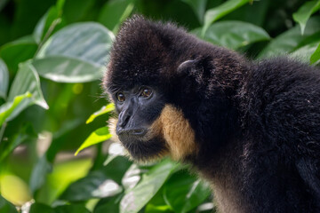 Southern Yellow-cheeked Crested Gibbon - Nomascus gabriellae, portrait of beautiful brown gibbon monkey from canopy of tropical forests in Southeast Asia, Vietnam.