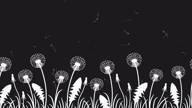 Dandelions. Animation. White Silhouettes of Dandelion Flowers on Black Background. Dandelions Seeds Blowing in Wind. Spring Moving Background. Calming Video