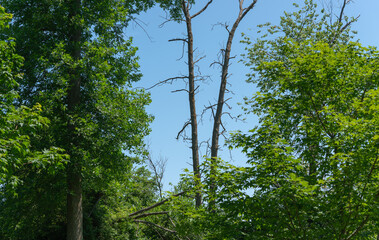 Fototapeta premium living and dead trees on a blue sky