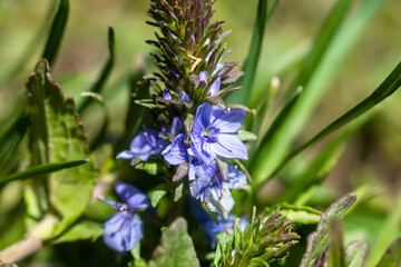 Blue flowers Veronica austriaca,  broadleaf speedwell, large speedwell, Austrian speedwell, or...