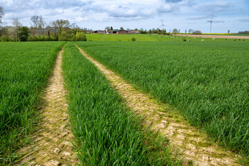 Traces de roues de tracteur dans un champ de blé avec en arrière-plan un corps de ferme avec paturage et vaches. Parc éolien