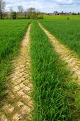 Traces de roues de tracteur dans un champ de blé avec en arrière-plan un corps de ferme avec paturage et vaches. Parc éolien