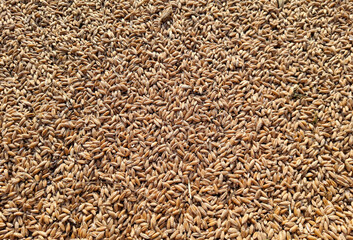 Triticale grain texture. Triticale background