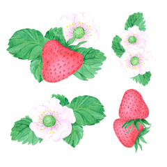 Hand drawn watercolor strawberry with leaves and strawberry blossom composition set isolated on white background. Can be used for label, card and other printed products.