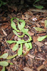 Closeup of Sycamore winged seeds on a woodland path, Derbyshire England
