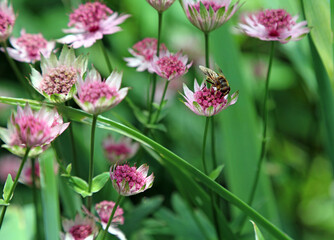 Drone-fly on Greater Masterwort blooms, Derbyshire England
