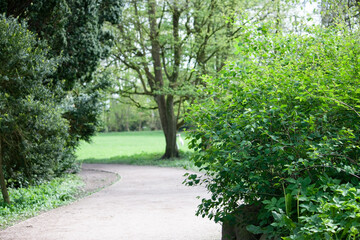 Serene Pathway in a Park