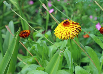 Macro image of a single Marigold bloom, Derbyshire England