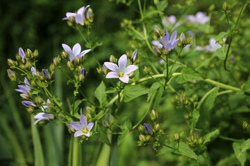 Macro image of blue Bellflowers, Derbyshire England
