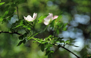 Side view of a single Dog Rose bloom, Derbyshire England
