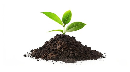 small green plant sprouting from soil nature ecology sustainable eco environment isolated on white background