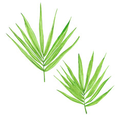 Fototapeta premium Hand drawn watercolor tropical leaf isolated on white background. Can be used for post card, label, scrapbook and other printed products.