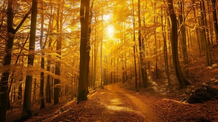 Golden Autumn Forest Path