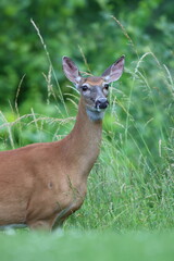 Spotted by a whitetail deer