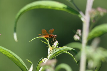 An eastern amber wing dragonfly resting on a leaf