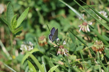 Tiny little butterfly resting on clover
