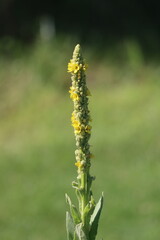A great mullein flowering in summertime
