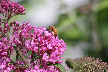 A honey bee on a butterfly bush