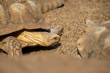 Obraz premium turtle on the ground