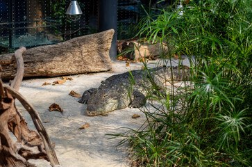 the gator
